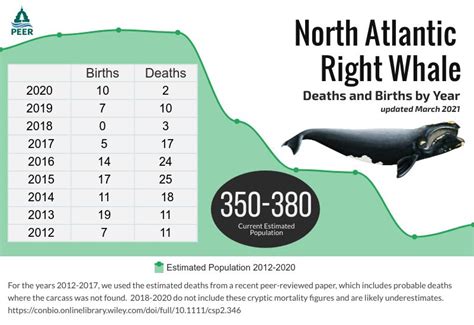 North Atlantic Right Whales Births And Deaths By Year