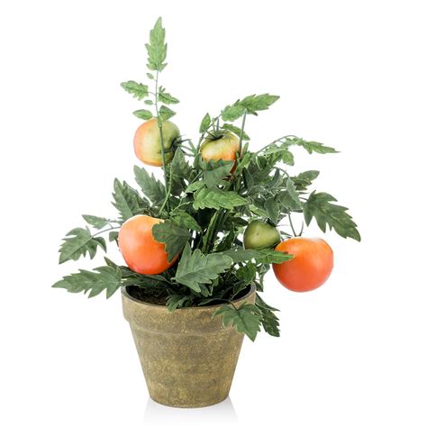 Potted Tomato Plant