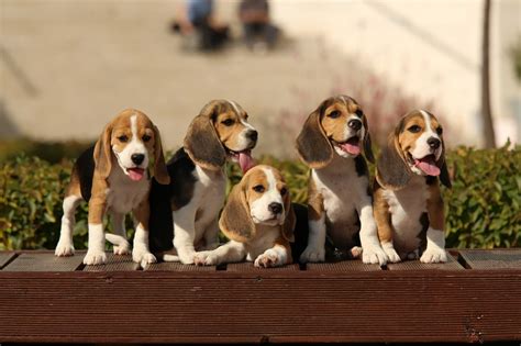 Beagle Puppy Hd Wallpaper Download We Have 55 Amazing Background
