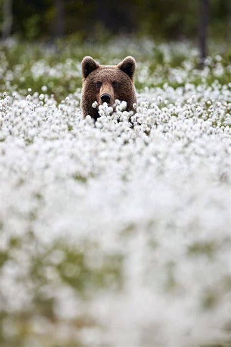 Brown Bear Tiere Ausgestopftes Tier Süße Tiere