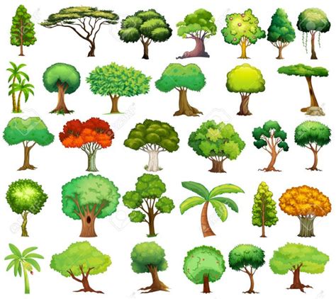 Tipos De árboles Que Puedes Identificar Arboles Frutales