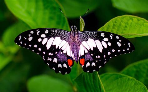 Amazing Butterfly Wings