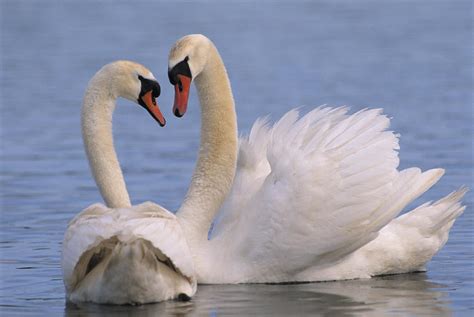 Mute Swan Cygnus Olor Pair Courting Photograph By Flip De Nooyer
