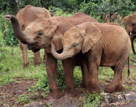 Elephants Have Each Others Backs They Can Tell When One Of Their