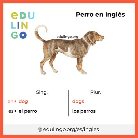 Perro En Inglés • Escritura Y Pronunciación Con Imágenes