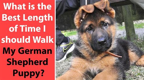 What Is The Best Length Of Time I Should Walk My German Shepherd Puppy