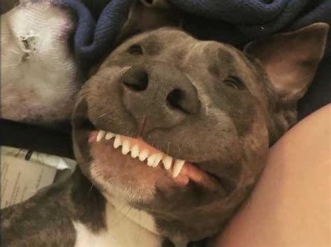 20 Smiling Dog Photos That Show Their Real Personality