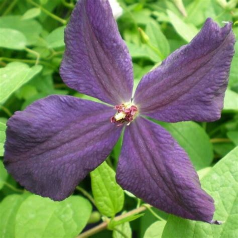 They are very sweet, juicy. Clematis Polish Spirit 2l - Fruttii Shop