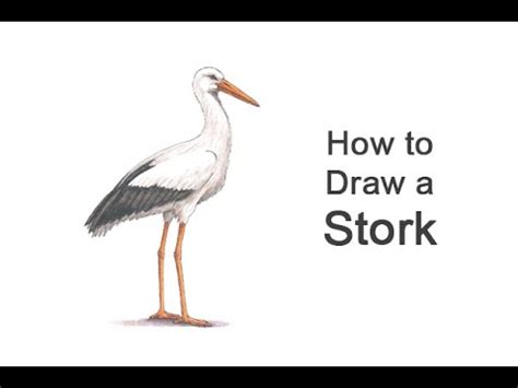 How To Draw A Stork YouTube