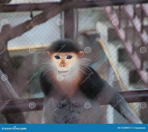 Macaco Do Olho Na Gaiola Imagem De Stock Imagem De Wildlife 31300917