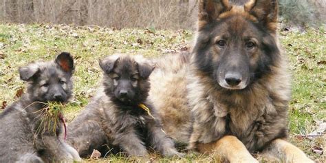 Shiloh Shepherd Puppies For Sale In Florida Puppies