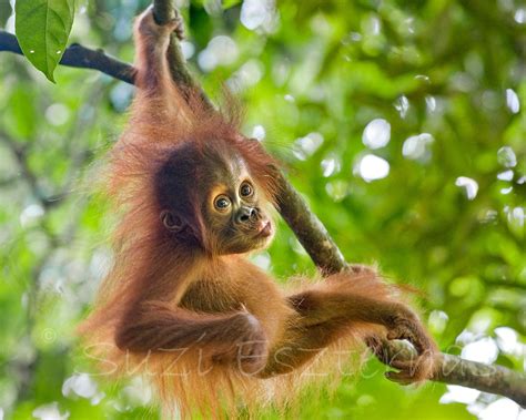 Safari Nursery Decor Baby Orangutan Play Photo Print