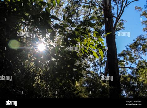 The Sun Peeks Through The Bushes At Lane Cove National Park Stock Photo