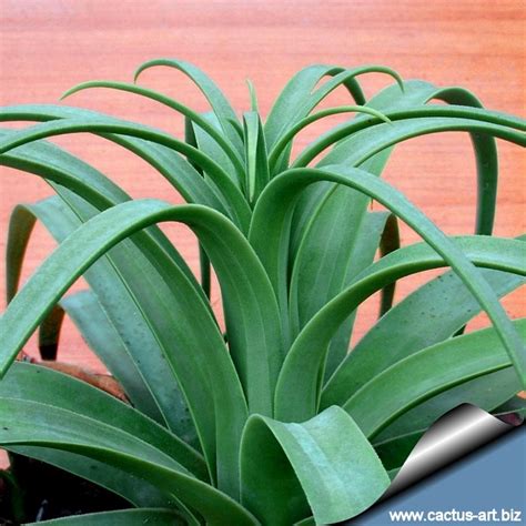Cacti plants tend to do better when they receive a lot of exposure to light, but they do need protection from intense heat and direct sunlight. Agave bracteosa Light needs: Partial to full sun Water ...