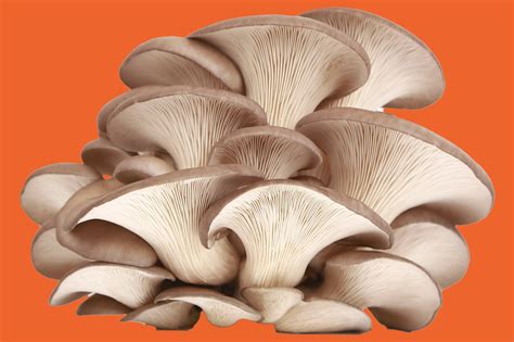 Types Of Mushrooms And Their Uses Epicurious