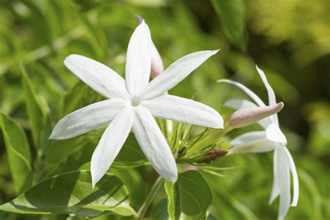 Common Jasmine Varieties What Are Some Different Types Of Jasmine