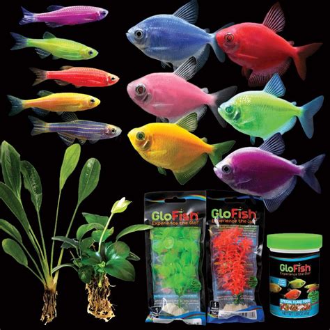 Glofish Deluxe Collection Glofish Glow Fish Glofish Aquarium