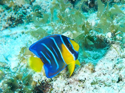 Queen Angelfish Holacanthus Ciliaris Juvenile To Intermediate Phase