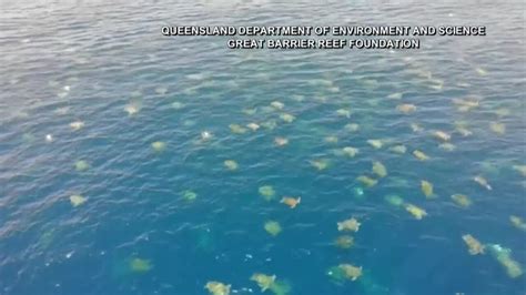 Watch Drone Video Shows Thousands Of Turtles Off Australia