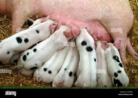 Mother Feeding Piglets Stock Photo Alamy