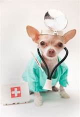 Doctor For Pets Images
