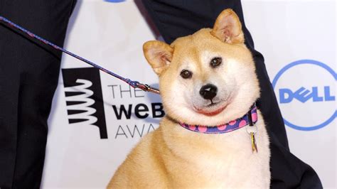 Is it legal to buy bitcoin in pakistan? Even Dogecoin is rallying in this cryptocurrency boom