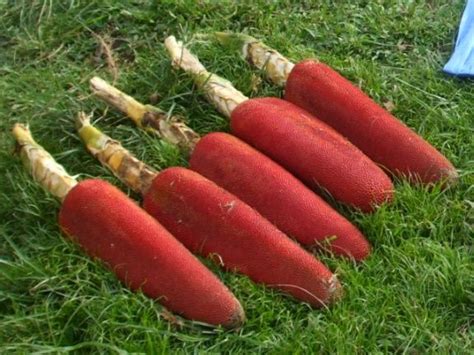E kecambah, susu memelihara kesehatan matad. Tanaman Toga Buah Merah