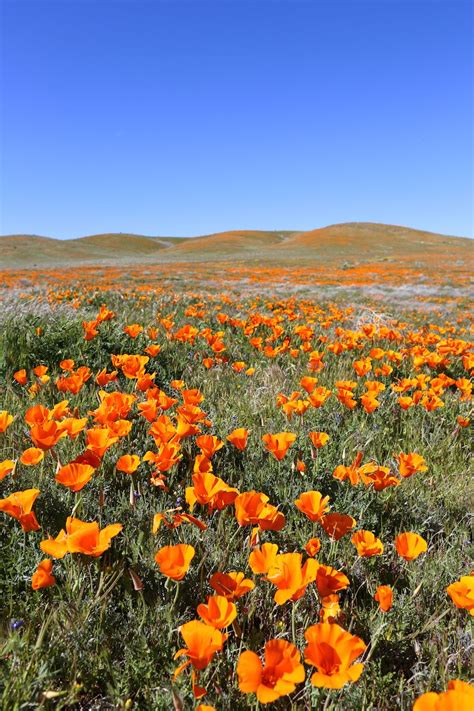 The Ultimate Southern California Spring Flower Fields Guide Salty