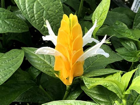 Brought it in house for winter in south window. Golden Shrimp Plant - Premier Growers, Inc.