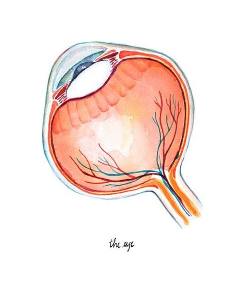Eye Anatomy Anatomy Drawing Anatomy Art Realistic Eye Drawing Drawing Tips Modern Color