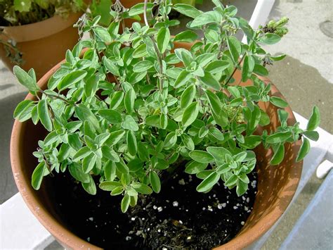 Ground oregano available here are not only aromatic and healthy but are absolutely sumptuous when added to foods. Grow Oregano | Oregano plant, Herbs, Plants