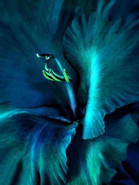 Teal Gladiola Flower Photograph By Jennie Marie Schell