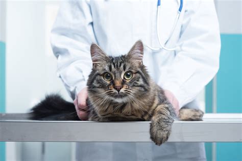 Hereby, you will have it easier deciding on the best ultrasound for you and your budget. How Much Do Cats Cost? | Should I Get A Cat? | Cats ...