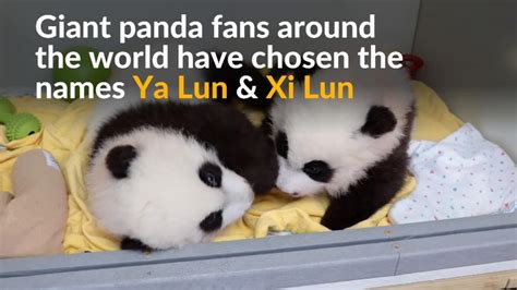 Atlanta Zoo Names Giant Panda Twins Reuters Video