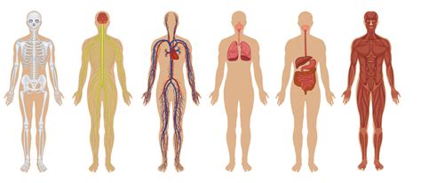 Body systems and common diseases body systems—what they do and their main parts common diseases—what they are and how the home health aide can assist clients 2. The Human Body: Anatomy, Facts & Functions | Live Science