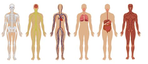Millions of different viruses may exist, but researchers have only identified about 5,000 types to date. The Human Body: Anatomy, Facts & Functions | Live Science