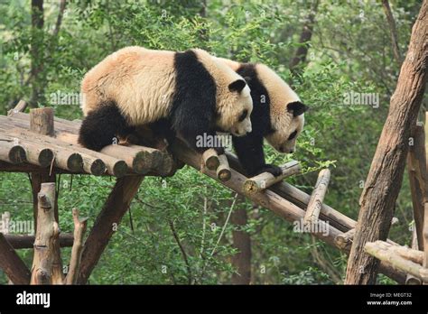 Giant Pandas At The Chengdu Research Base Of Giant Panda Breeding In
