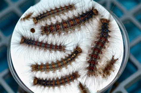 What To Do If You See A Spongy Moth Or Its Very Hungry Caterpillars The New York Times