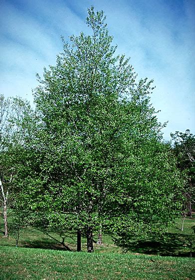 Visit our tree campus homepage for more information. Black Cherry