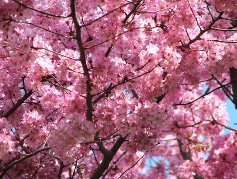 Pink Cherry Blossom Flowers Photo 34658273 Fanpop