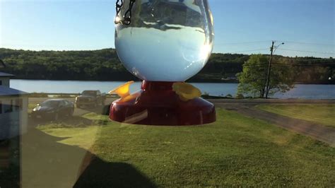 Hummingbird in flight slow motion. Hummingbird in slow motion - YouTube