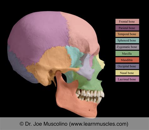 Skull Learn Muscles