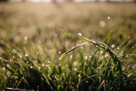 Morning Dew On The Grass 2 Free Stock Photo