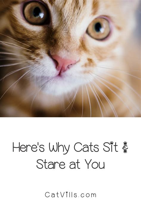 Signs Your Cat Hates You And How To Fix It Here Kitty Kitty