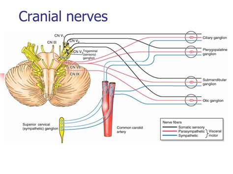 Ppt Cranial Nerves Powerpoint Presentation Free Download Id3735733