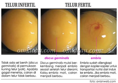 Beda dengan telur ayam yang kulitnya begitu ringkih dan mudah pecah. Aku Membeli 6 Telur, Lalu 2 Telur Pecah Dan 2 Telur Ku ...