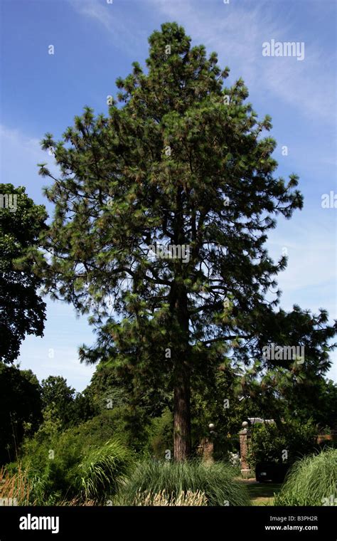 Ponderosa Pine Aka Bull Pine Or Western Yellow Pine Pinus Ponderosa