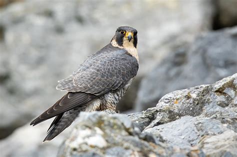 Peregrine Falcon Falco Peregrinus Successful Nesting Is A Mountain