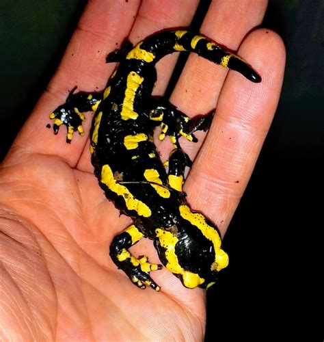 Se England Fire Salamander For Sale Reptile Forums