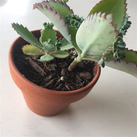 A Simple Trick to Growing Mother of Thousands Plantlets | SuburbanSill
